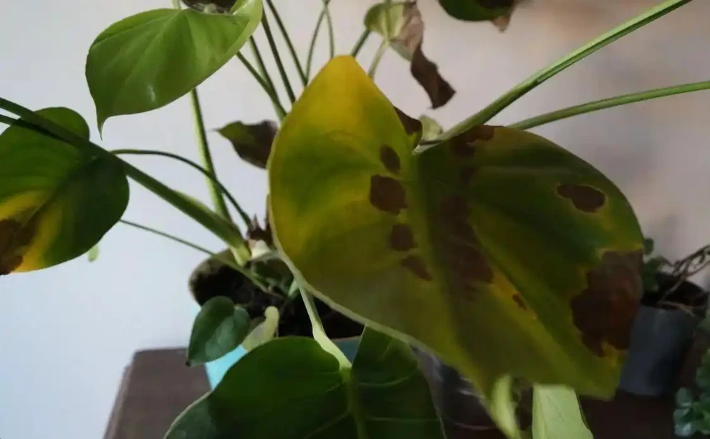 養家裡的龜背芋盆栽黃葉的7種原因,快速解決的方法都教你了