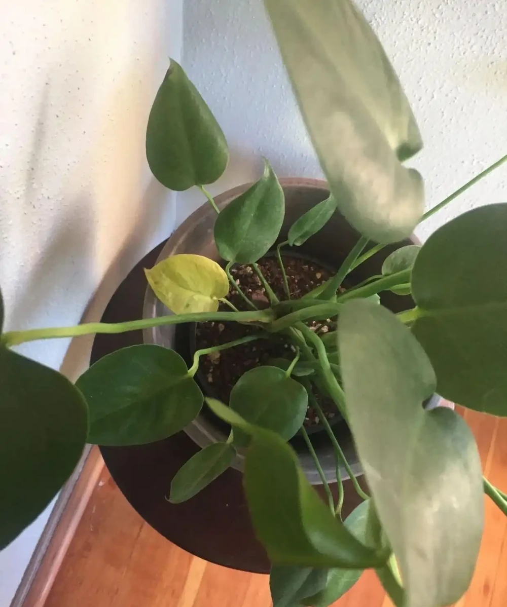 養家裡的龜背芋盆栽黃葉的7種原因,快速解決的方法都教你了