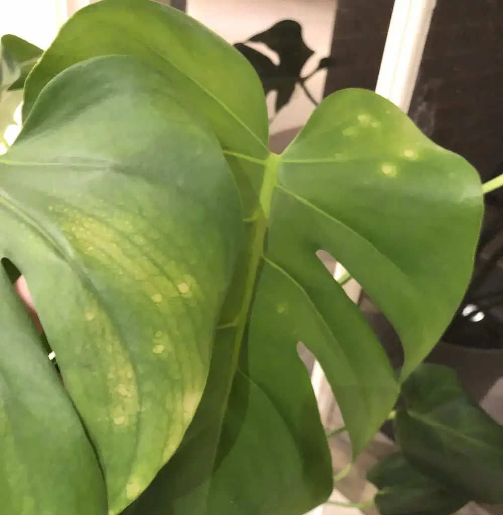 養家裡的龜背芋盆栽黃葉的7種原因,快速解決的方法都教你了