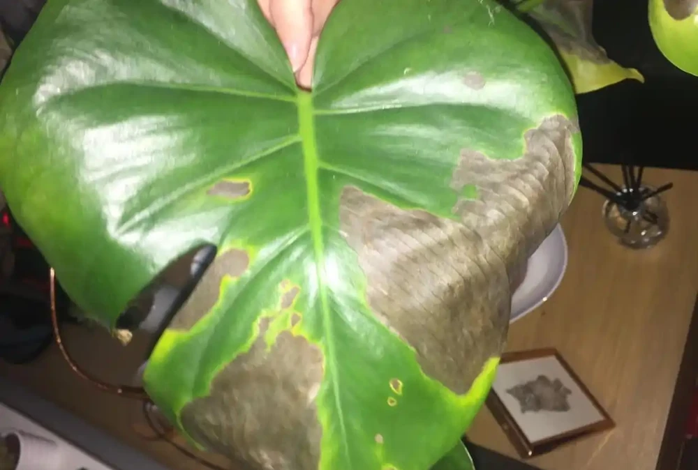 養家裡的龜背芋盆栽黃葉的7種原因,快速解決的方法都教你了