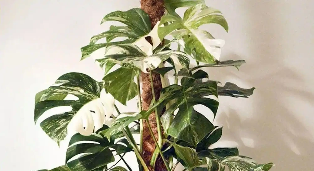 養家裡的龜背芋盆栽黃葉的7種原因,快速解決的方法都教你了