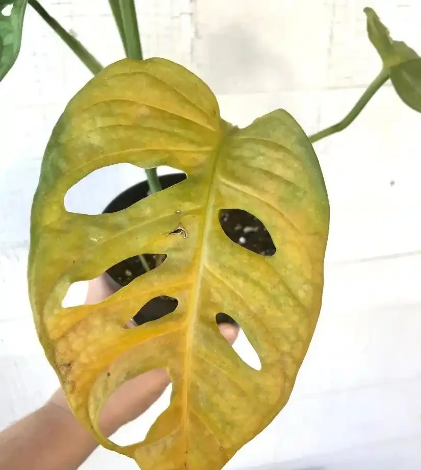 養家裡的龜背芋盆栽黃葉的7種原因,快速解決的方法都教你了