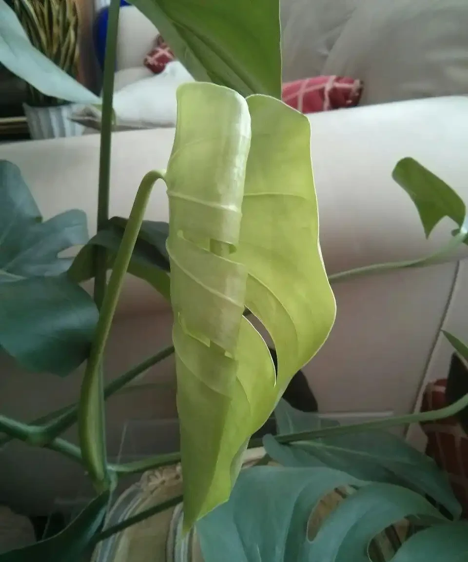 養家裡的龜背芋盆栽黃葉的7種原因,快速解決的方法都教你了