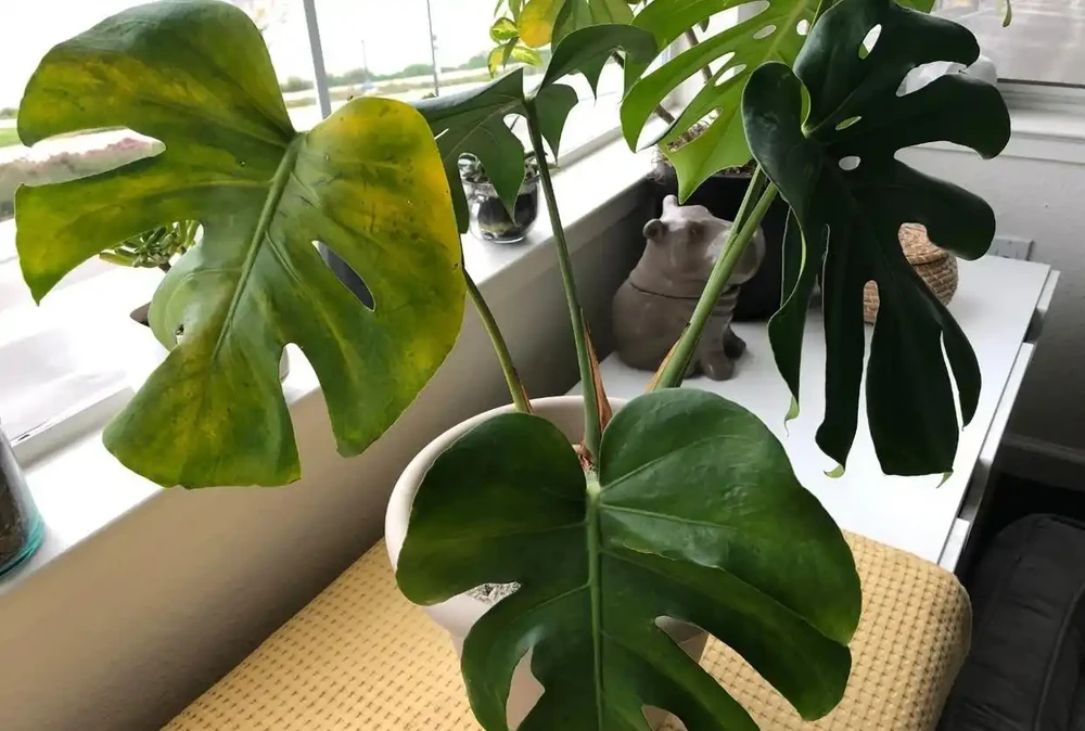 養家裡的龜背芋盆栽黃葉的7種原因,快速解決的方法都教你了