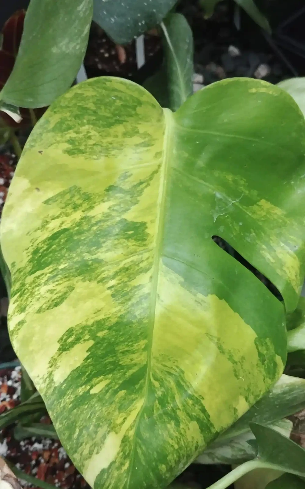 養家裡的龜背芋盆栽黃葉的7種原因,快速解決的方法都教你了