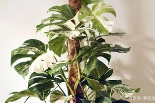 養家裡的龜背芋盆栽黃葉的7種原因，快速解決的方法都教你了