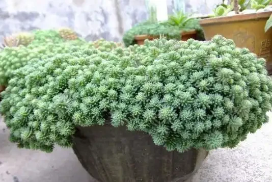 家庭盆栽植物缺少肥料，還想要花葉長滿盆？3種肥料得用對地方