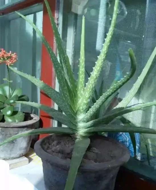 家庭盆栽植物缺少肥料，還想要花葉長滿盆？3種肥料得用對地方