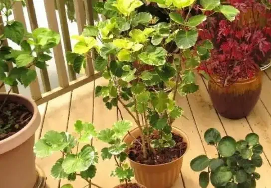 家庭盆栽植物缺少肥料，還想要花葉長滿盆？3種肥料得用對地方