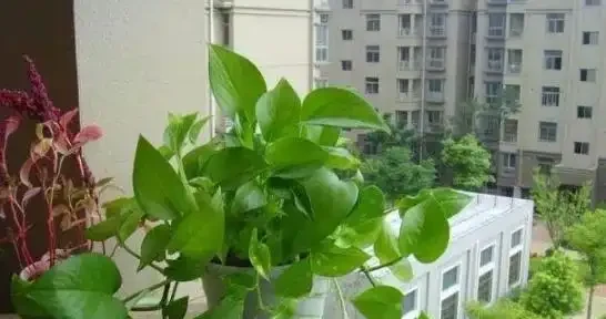 家庭盆栽植物缺少肥料，還想要花葉長滿盆？3種肥料得用對地方