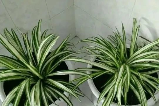 家庭盆栽植物缺少肥料，還想要花葉長滿盆？3種肥料得用對地方