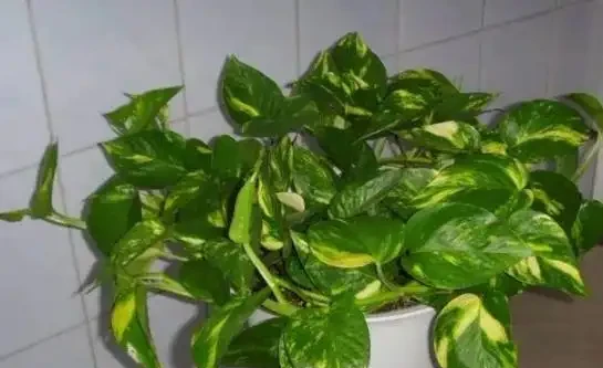 家庭盆栽植物缺少肥料，還想要花葉長滿盆？3種肥料得用對地方