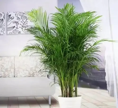 家庭盆栽植物缺少肥料，還想要花葉長滿盆？3種肥料得用對地方