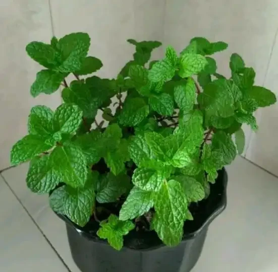 家庭盆栽植物缺少肥料，還想要花葉長滿盆？3種肥料得用對地方
