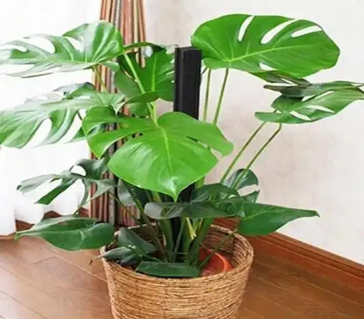 家庭盆栽植物缺少肥料，還想要花葉長滿盆？3種肥料得用對地方