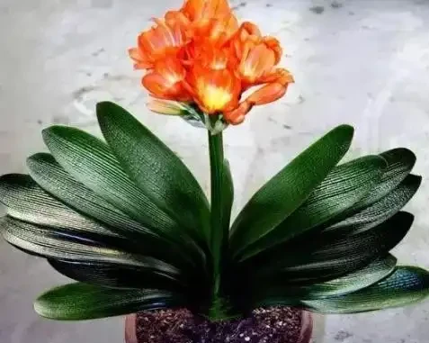 家庭盆栽植物缺少肥料，還想要花葉長滿盆？3種肥料得用對地方