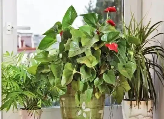 家庭盆栽植物缺少肥料，還想要花葉長滿盆？3種肥料得用對地方