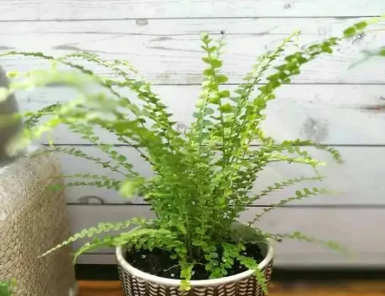 家庭盆栽植物缺少肥料，還想要花葉長滿盆？3種肥料得用對地方