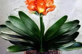 家庭盆栽植物缺少肥料，還想要花葉長滿盆？3種肥料得用對地方