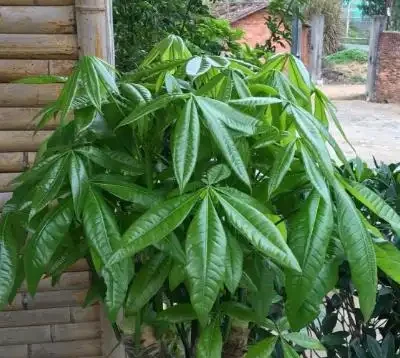 養好發財樹,先把「土壤」調配好,後期不腐根,無病又無災