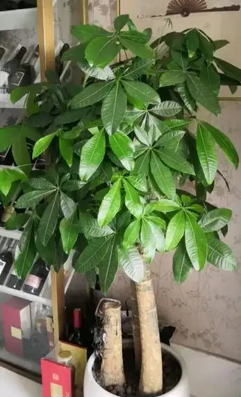 養好發財樹，先把「土壤」調配好，後期不腐根，無病又無災