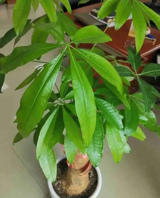 養好發財樹,先把「土壤」調配好,後期不腐根,無病又無災