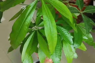 養好發財樹，先把「土壤」調配好，後期不腐根，無病又無災