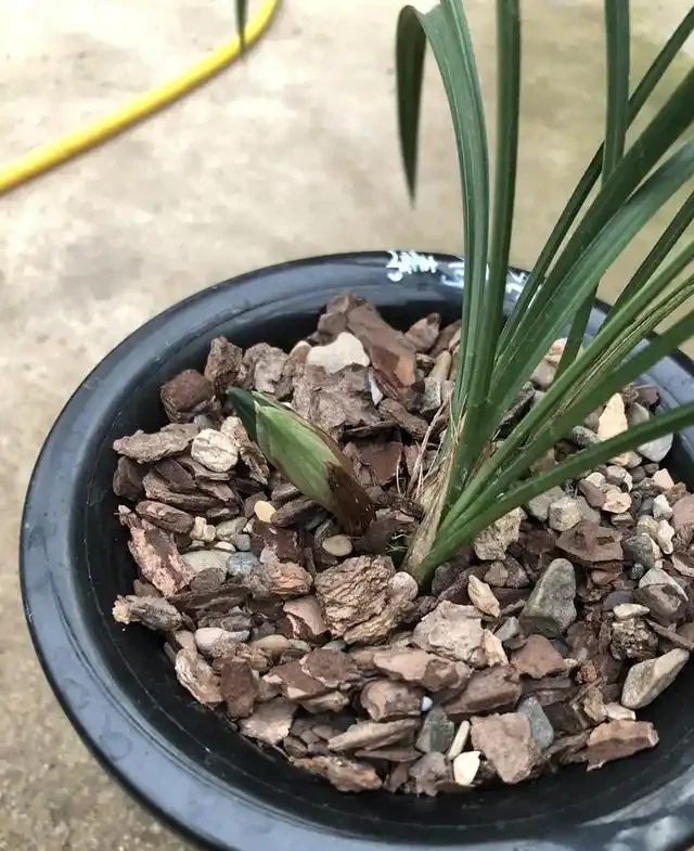 蘭花的花苞沒有開就蔫萎,我總結了3個原因