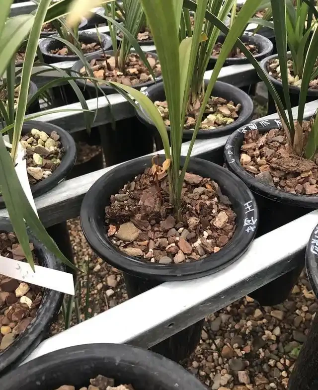 蘭花的花苞沒有開就蔫萎,我總結了3個原因