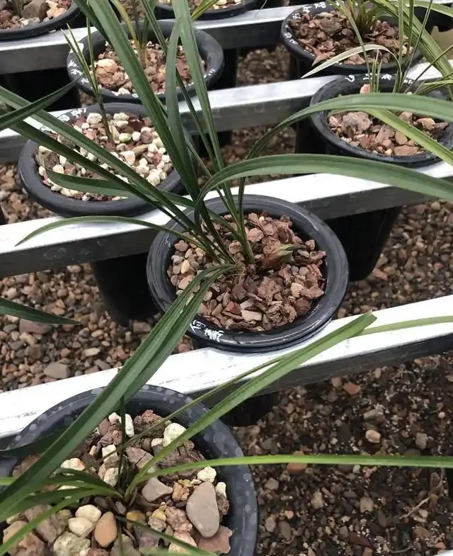 蘭花的花苞沒有開就蔫萎,我總結了3個原因
