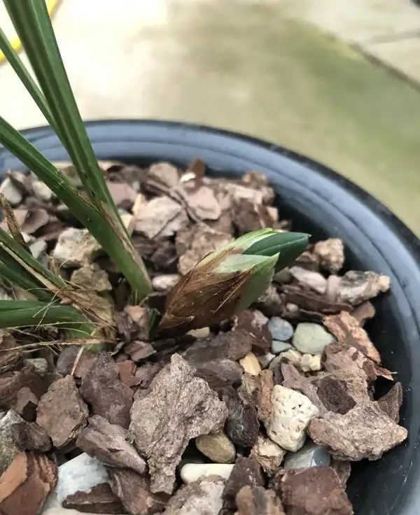 蘭花的花苞沒有開就蔫萎,我總結了3個原因