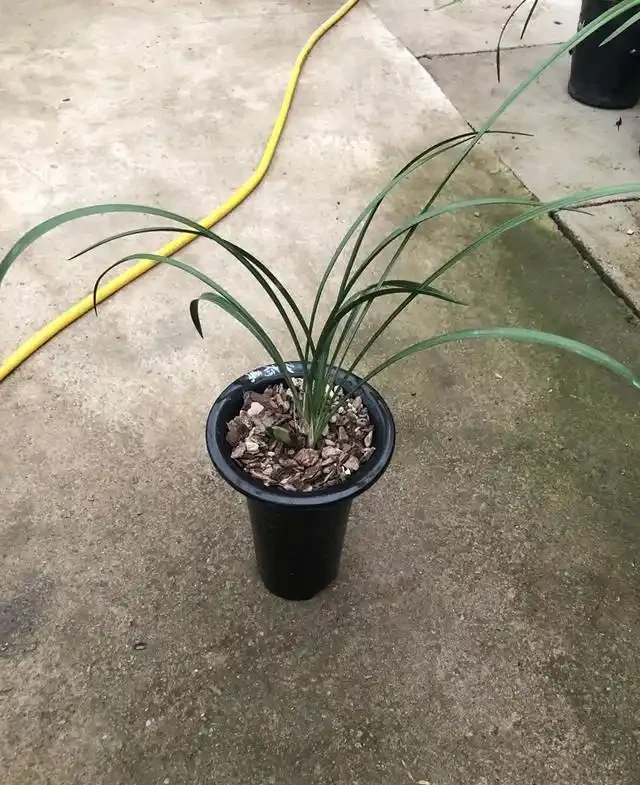 蘭花的花苞沒有開就蔫萎,我總結了3個原因
