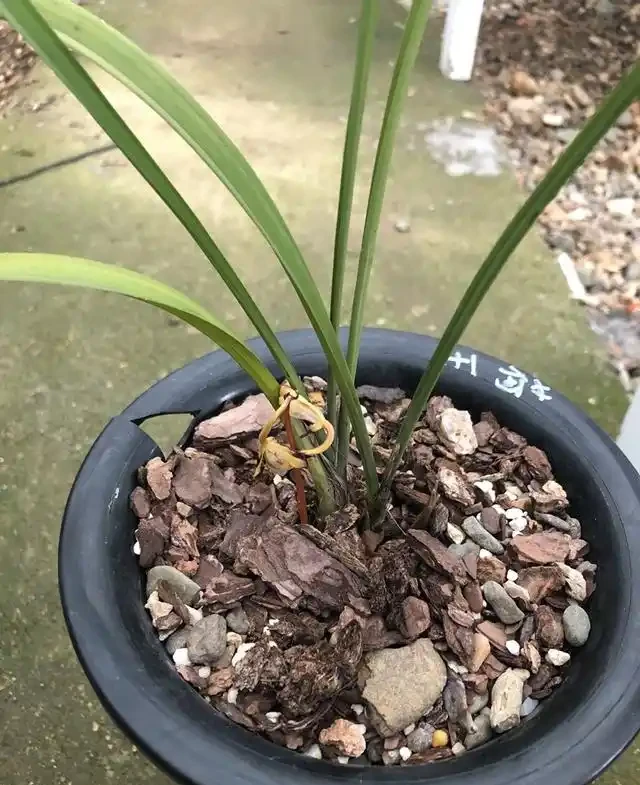 蘭花的花苞沒有開就蔫萎,我總結了3個原因