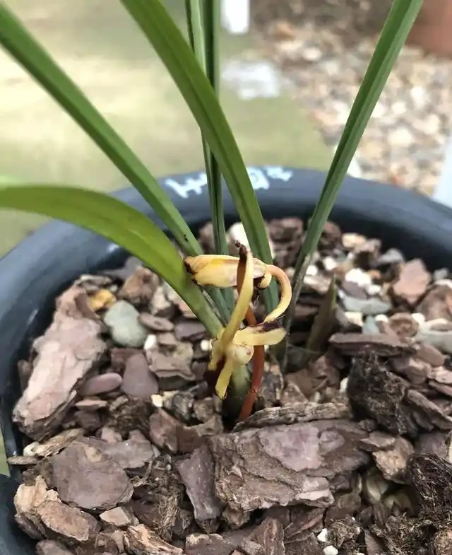 蘭花的花苞沒有開就蔫萎,我總結了3個原因