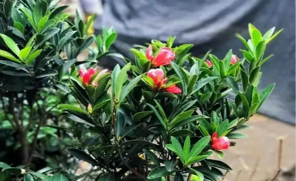 四季茶花葉子乾枯不用怕 這樣做還有救