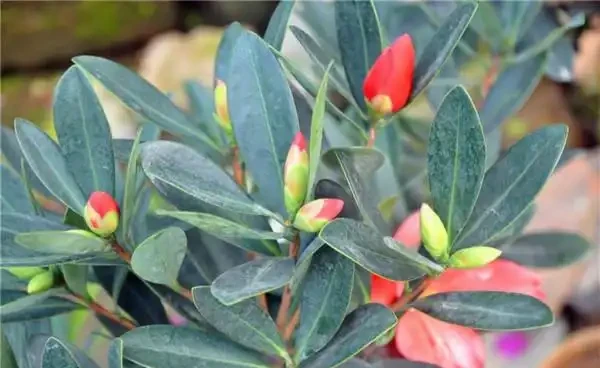 四季茶花葉子乾枯不用怕 這樣做還有救