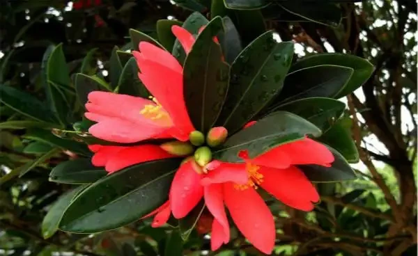 四季茶花葉子乾枯不用怕 這樣做還有救