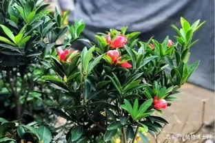 四季茶花葉子乾枯不用怕 這樣做還有救