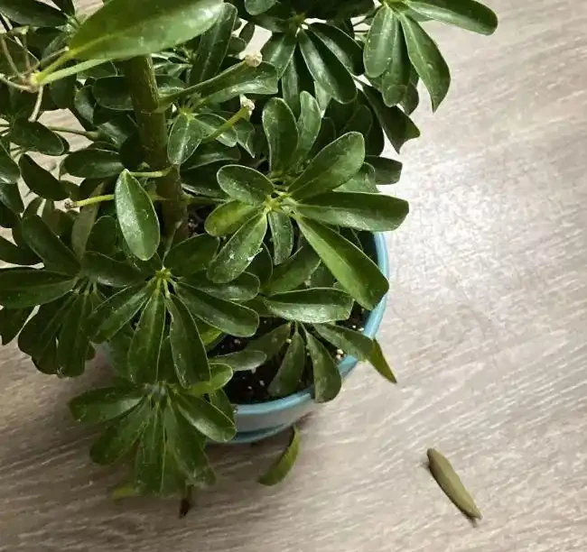 剛買回家的盆栽鴨腳木葉子不斷掉落,是啥情況引起的?