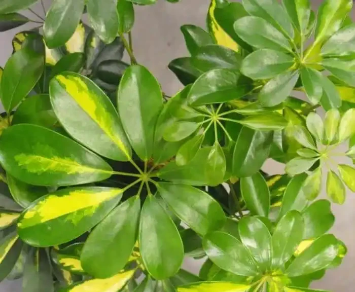 剛買回家的盆栽鴨腳木葉子不斷掉落,是啥情況引起的?