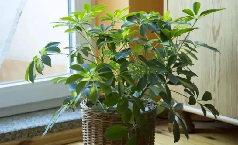 剛買回家的盆栽鴨腳木葉子不斷掉落,是啥情況引起的?