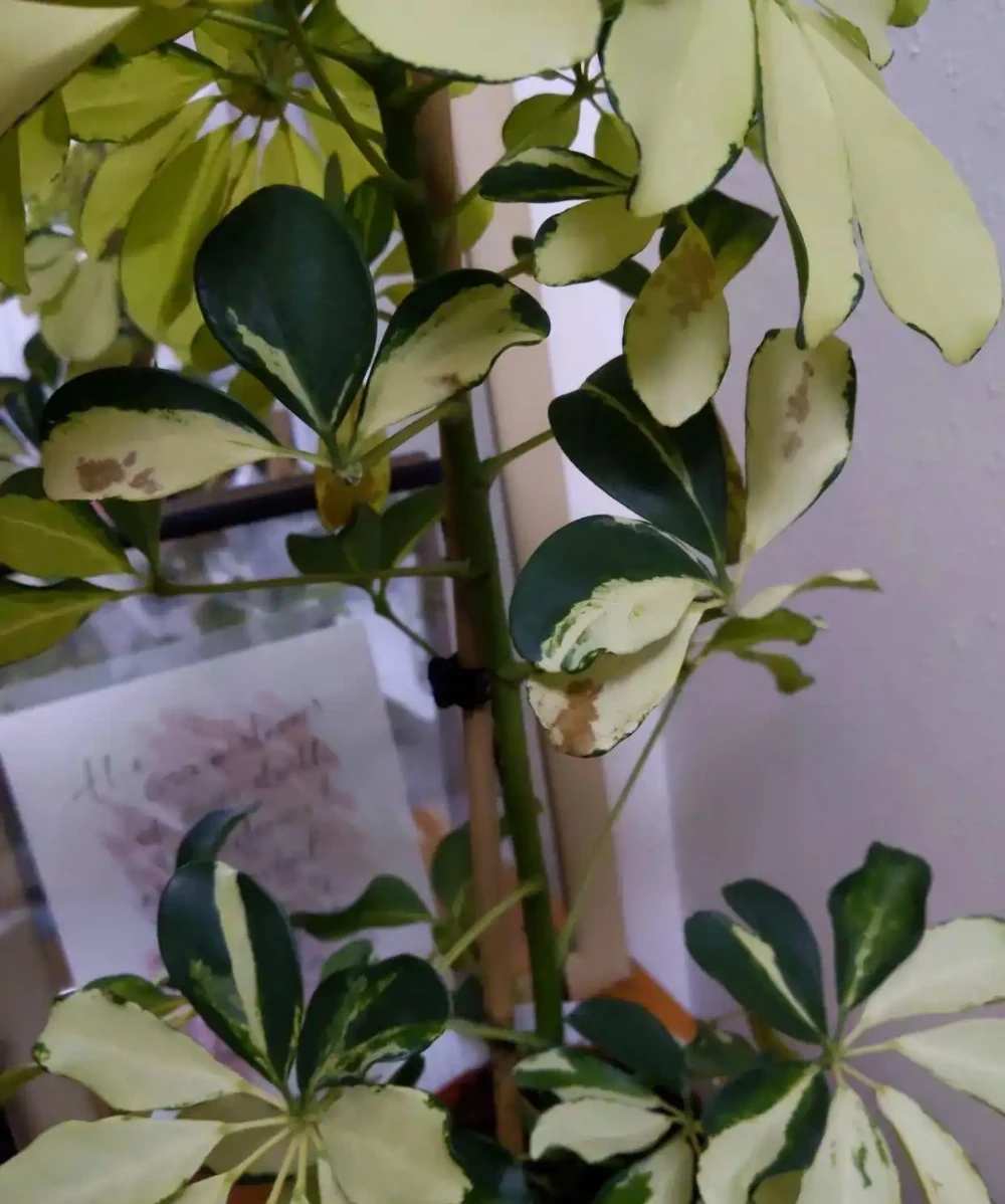 剛買回家的盆栽鴨腳木葉子不斷掉落,是啥情況引起的?