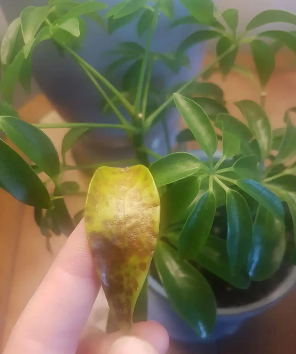 剛買回家的盆栽鴨腳木葉子不斷掉落,是啥情況引起的?