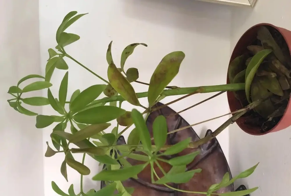 剛買回家的盆栽鴨腳木葉子不斷掉落,是啥情況引起的?