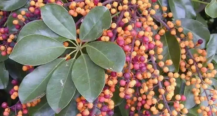 剛買回家的盆栽鴨腳木葉子不斷掉落,是啥情況引起的?
