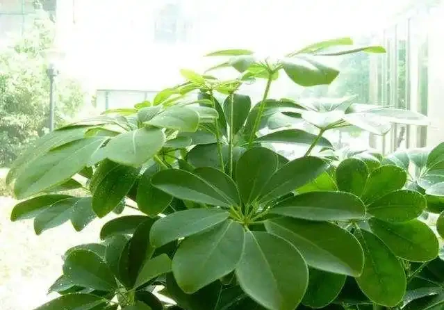 鴨腳木葉子發黃並且脫落？只要避免「兩多一低」，葉子大又綠