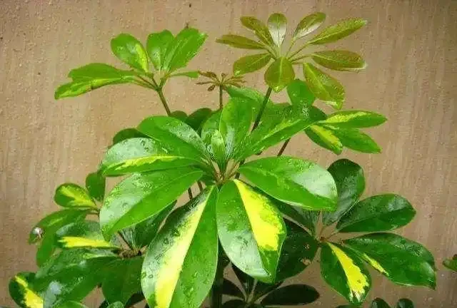 鴨腳木葉子發黃並且脫落？只要避免「兩多一低」，葉子大又綠