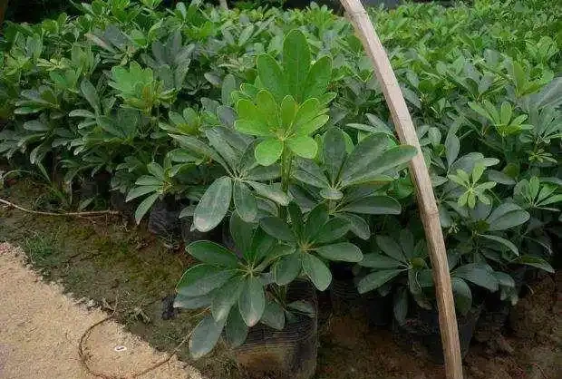 鴨腳木葉子發黃並且脫落？只要避免「兩多一低」，葉子大又綠