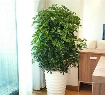 鴨腳木葉子發黃並且脫落？只要避免「兩多一低」，葉子大又綠