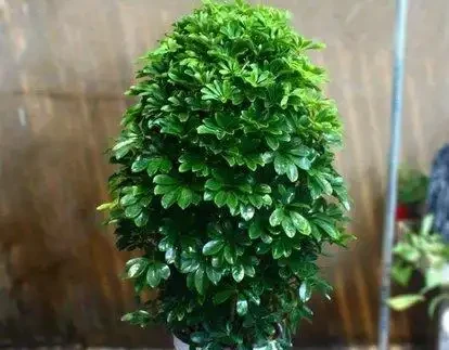 鴨腳木葉子發黃並且脫落？只要避免「兩多一低」，葉子大又綠